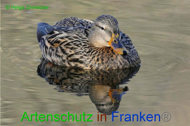 © Artenschutz in Franken® Helga Zinnecker Bild zum Eintrag (1004369-160)