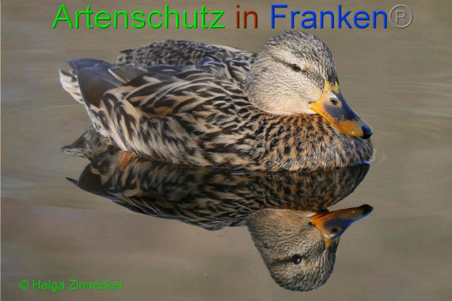 © Artenschutz in Franken® Helga Zinnecker Bild zum Eintrag (1004370-160)
