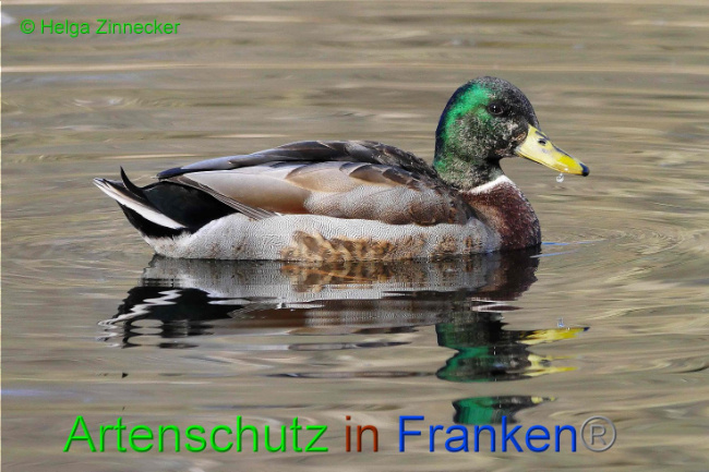 © Artenschutz in Franken® Helga Zinnecker Bild zum Eintrag (1004375-160)