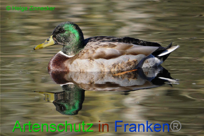 © Artenschutz in Franken® Helga Zinnecker Bild zum Eintrag (1004376-160)