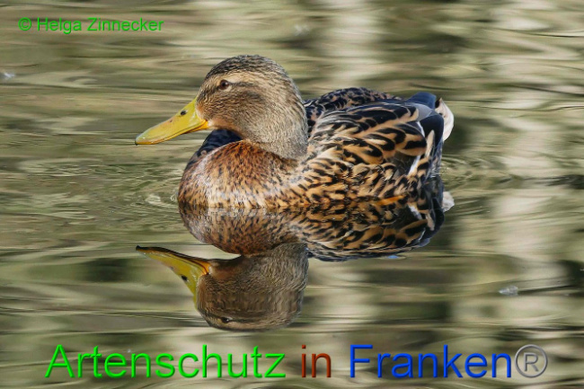 © Artenschutz in Franken® Helga Zinnecker Bild zum Eintrag (1004377-160)
