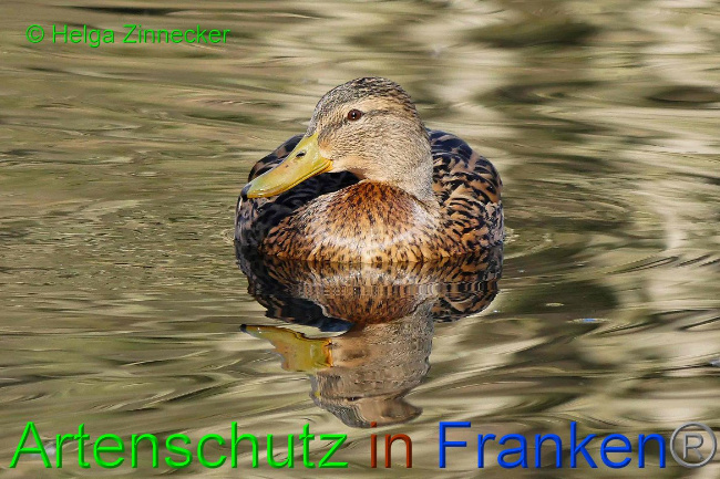 © Artenschutz in Franken® Helga Zinnecker Bild zum Eintrag (1004378-160)