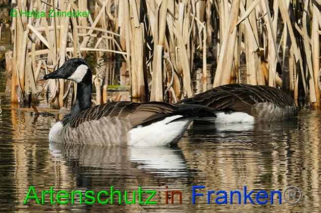 © Artenschutz in Franken® Helga Zinnecker Bild zum Eintrag (1004386-160)