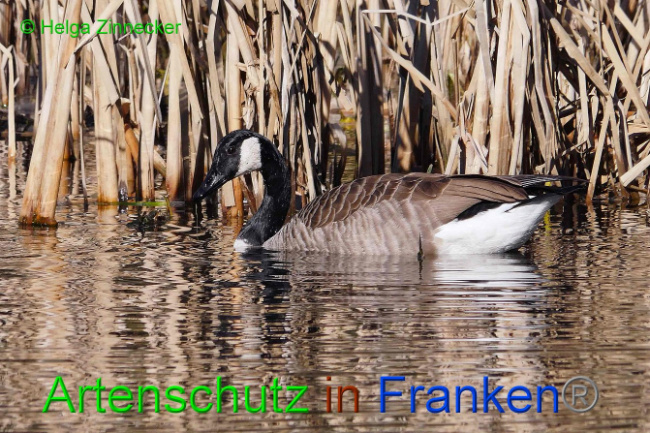 © Artenschutz in Franken® Helga Zinnecker Bild zum Eintrag (1004387-160)