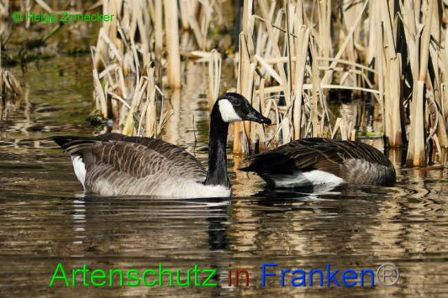 © Artenschutz in Franken® Helga Zinnecker Bild zum Eintrag (1004388-160)