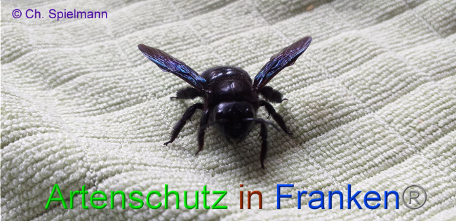© Artenschutz in Franken® - Ch. Spielmann Bild zum Eintrag (1004404-160)