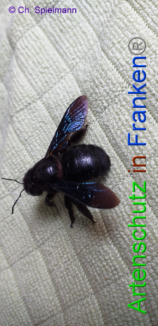 © Artenschutz in Franken® - Ch. Spielmann Bild zum Eintrag (1004406-160)