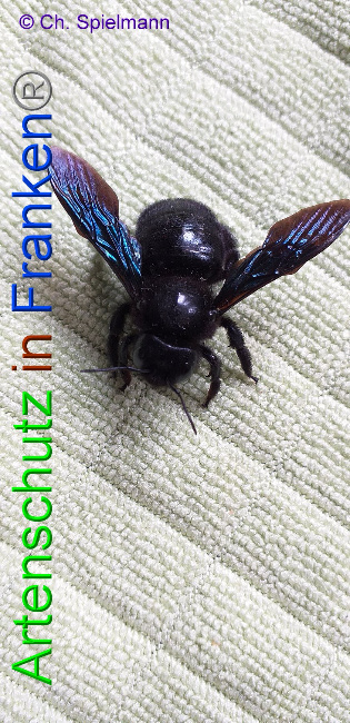 © Artenschutz in Franken® - Ch. Spielmann Bild zum Eintrag (1004407-160)