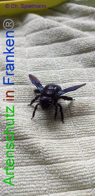 © Artenschutz in Franken® - Ch. Spielmann Bild zum Eintrag (1004408-160)