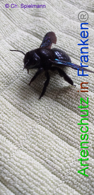 © Artenschutz in Franken® - Ch. Spielmann Bild zum Eintrag (1004409-160)