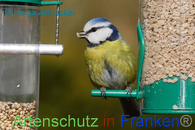 © Artenschutz in Franken® Helga Zinnecker Bild zum Eintrag (1004798-160)