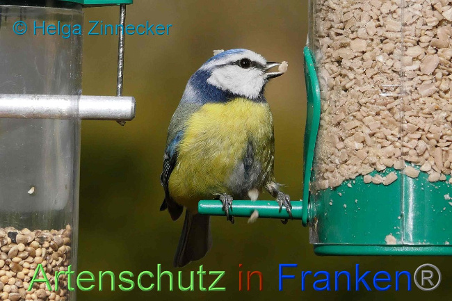 © Artenschutz in Franken® Helga Zinnecker Bild zum Eintrag (1004799-160)