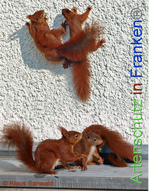 © Artenschutz in Franken® Klaus Sanwald Bild zum Eintrag (1004807-160)