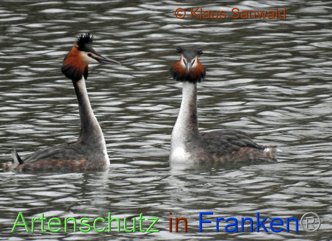 © Artenschutz in Franken® Klaus Sanwald Bild zum Eintrag (1004887-160)