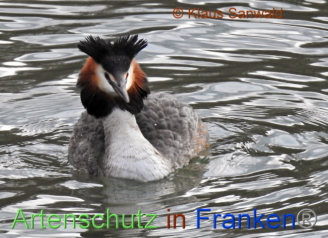 © Artenschutz in Franken® Klaus Sanwald Bild zum Eintrag (1004888-160)