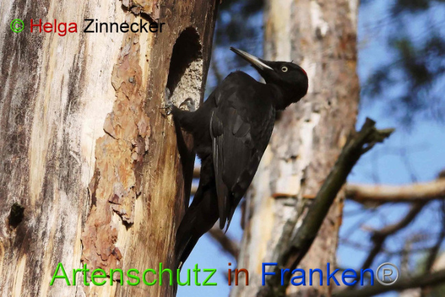 © Artenschutz in Franken® Helga Zinnecker Bild zum Eintrag (1004904-160)