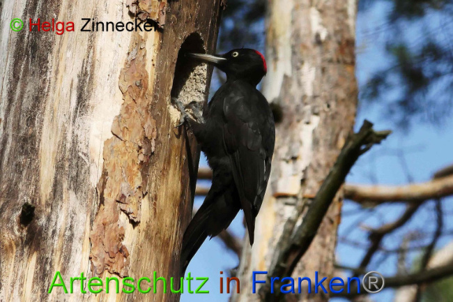 © Artenschutz in Franken® Helga Zinnecker Bild zum Eintrag (1004905-160)