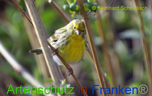© Artenschutz in Franken® Bernhard Schmalisch Bild zum Eintrag (1005059-160)