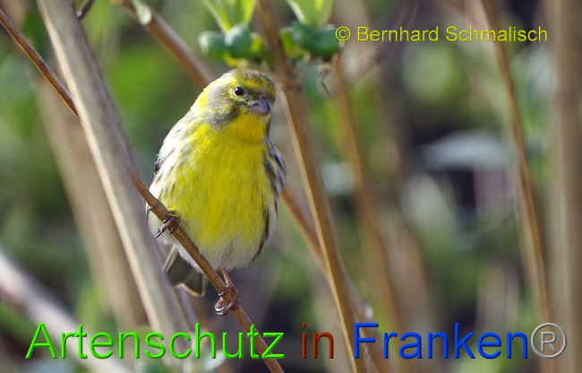 © Artenschutz in Franken® Bernhard Schmalisch Bild zum Eintrag (1005060-160)