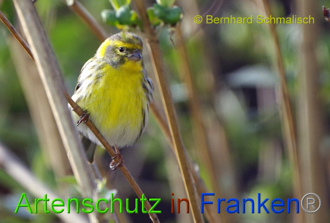 © Artenschutz in Franken® Bernhard Schmalisch Bild zum Eintrag (1005061-160)