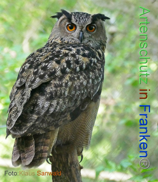 Copyright AiF - Klaus Sanwald Bild zum Eintrag (100509-160)