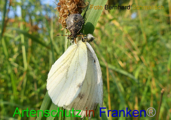 Copyright AiF / Bernhard Schmalisch Bild zum Eintrag (100545-160)