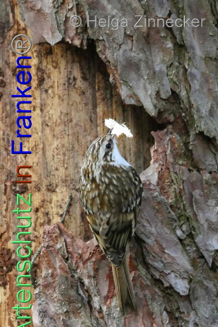 © Artenschutz in Franken® Bild zum Eintrag (1005456-160)
