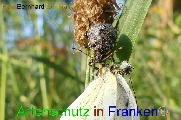 Copyright AiF / Bernhard Schmalisch Bild zum Eintrag (100546-160)