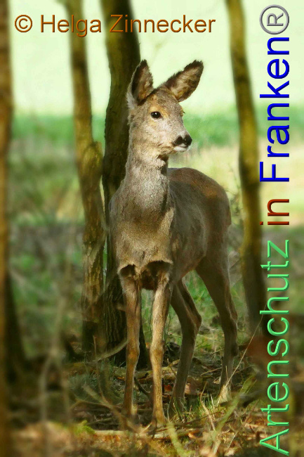 © Artenschutz in Franken® Helga Zinnecker Bild zum Eintrag (1005465-160)