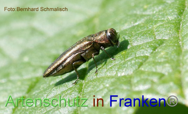 Copyright AiF / Bernhard Schmalisch Bild zum Eintrag (100552-160)