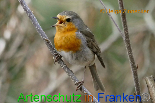 © Artenschutz in Franken® Helga Zinnecker Bild zum Eintrag (1005584-160)