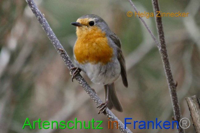 © Artenschutz in Franken® Helga Zinnecker Bild zum Eintrag (1005585-160)