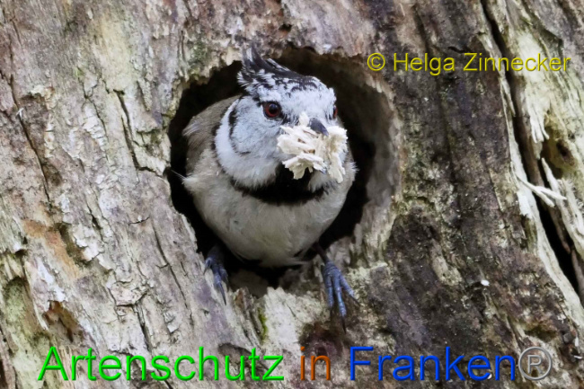 © Artenschutz in Franken® Helga Zinnecker Bild zum Eintrag (1005594-160)