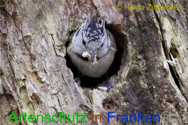 © Artenschutz in Franken® Helga Zinnecker Bild zum Eintrag (1005595-160)