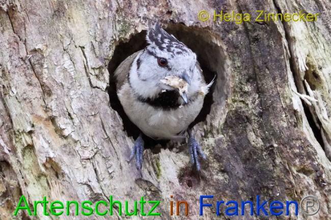 © Artenschutz in Franken® Helga Zinnecker Bild zum Eintrag (1005596-160)