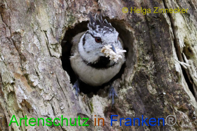 © Artenschutz in Franken® Helga Zinnecker Bild zum Eintrag (1005598-160)
