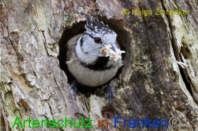 © Artenschutz in Franken® Helga Zinnecker Bild zum Eintrag (1005599-160)