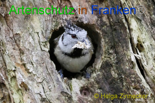 © Artenschutz in Franken® Helga Zinnecker Bild zum Eintrag (1005600-160)