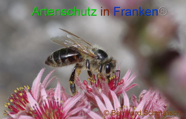 © Artenschutz in Franken® Bernhard Schmalisch Bild zum Eintrag (1005633-160)