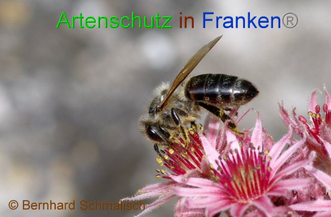 © Artenschutz in Franken® Bernhard Schmalisch Bild zum Eintrag (1005634-160)