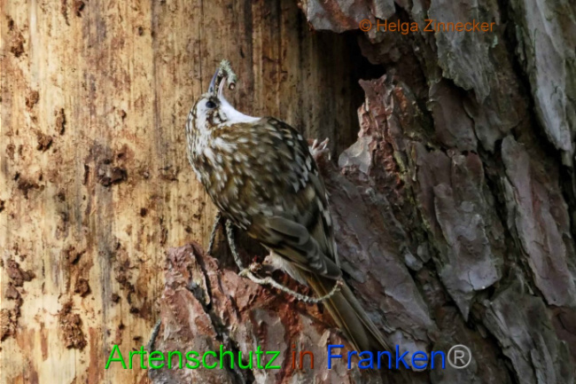 © Artenschutz in Franken® Helga Zinnecker Bild zum Eintrag (1005740-160)