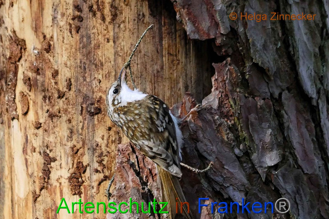 © Artenschutz in Franken® Helga Zinnecker Bild zum Eintrag (1005741-160)