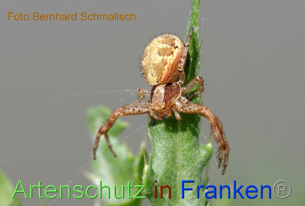 Copyright AiF / Bernhard Schmalisch Bild zum Eintrag (100585-160)