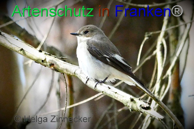© Artenschutz in Franken® Helga Zinnecker Bild zum Eintrag (1006127-160)