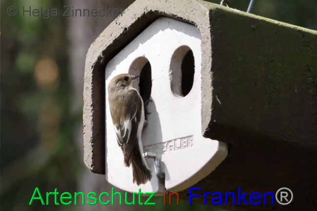 © Artenschutz in Franken® Helga Zinnecker Bild zum Eintrag (1006128-160)