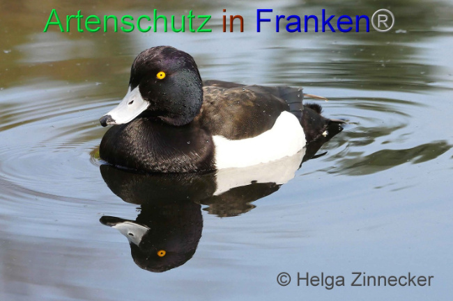 © Artenschutz in Franken® Helga Zinnecker Bild zum Eintrag (1006193-160)