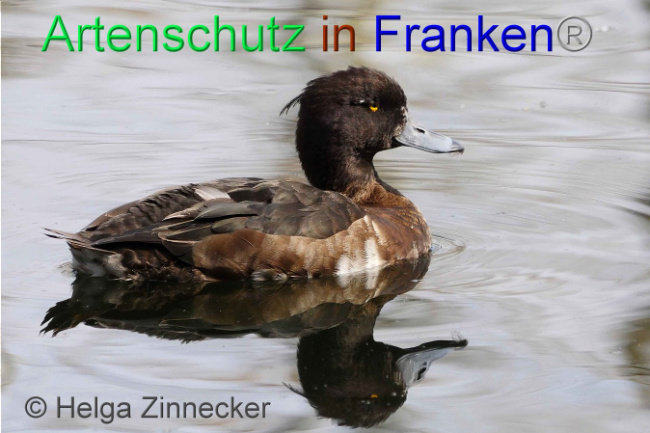 © Artenschutz in Franken® Helga Zinnecker Bild zum Eintrag (1006196-160)
