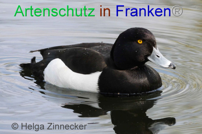 © Artenschutz in Franken® Helga Zinnecker Bild zum Eintrag (1006197-160)