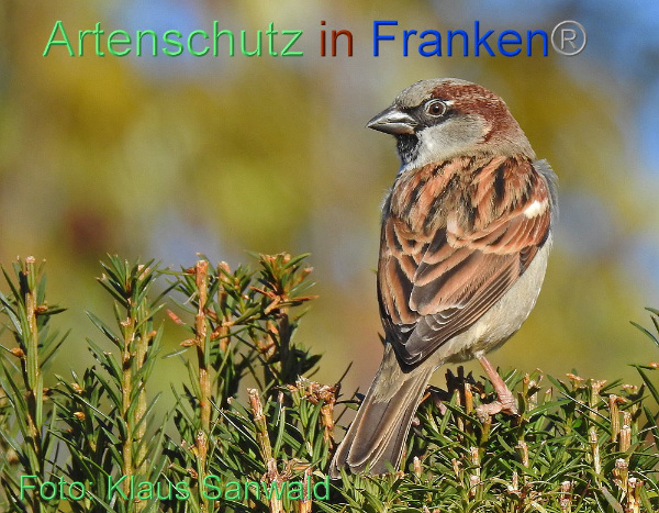 Copyright AiF / Klaus Sanwald Bild zum Eintrag (1006207-160)