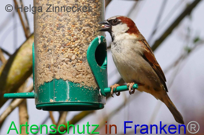 © Artenschutz in Franken® Helga Zinnecker Bild zum Eintrag (1006208-160)